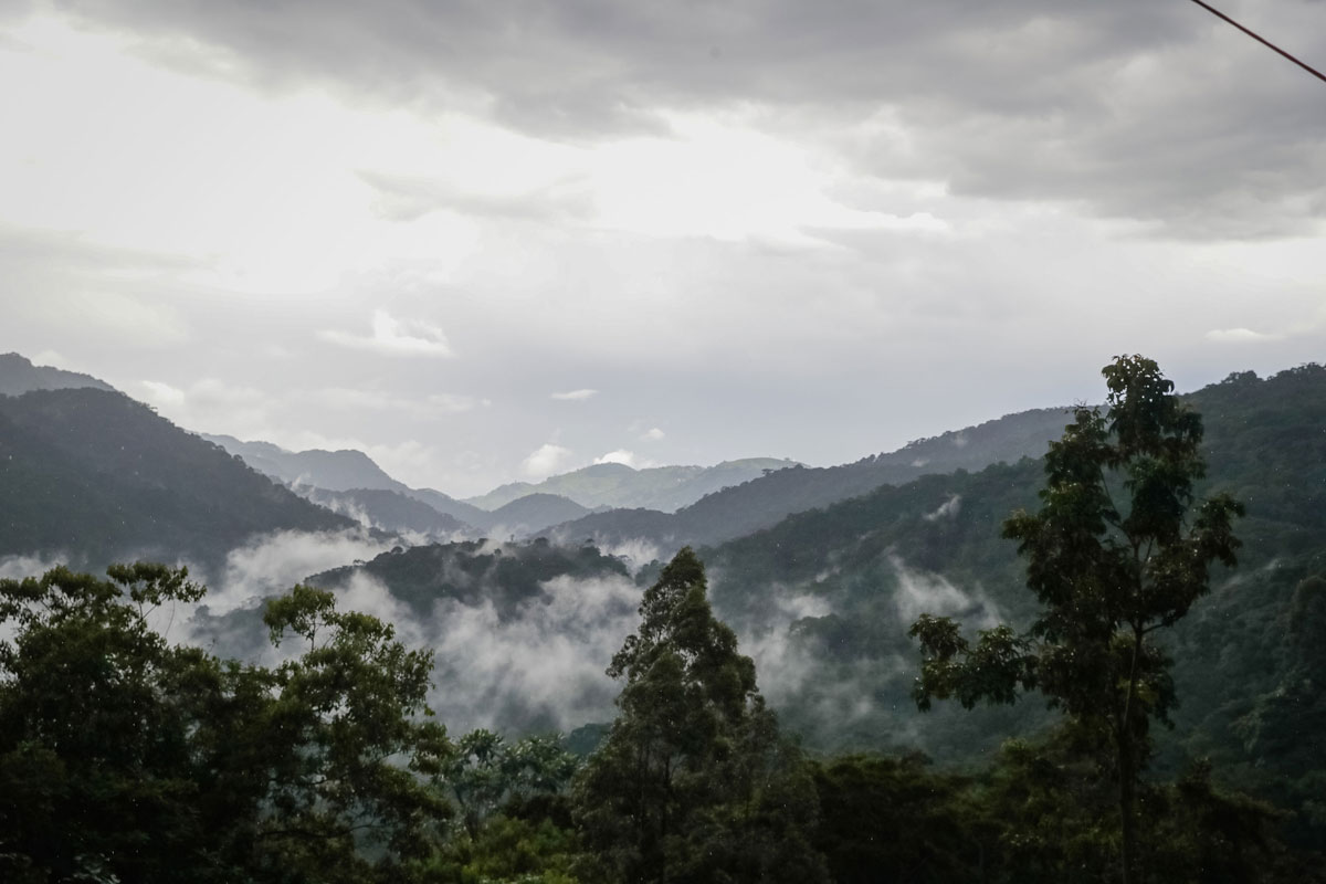 The Jungle Gorilla Lodge