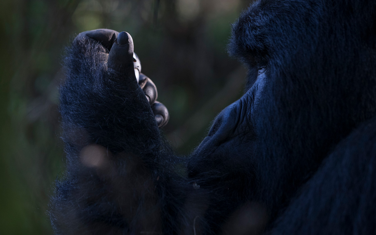 Fireside Chat with Gorilla Doctors