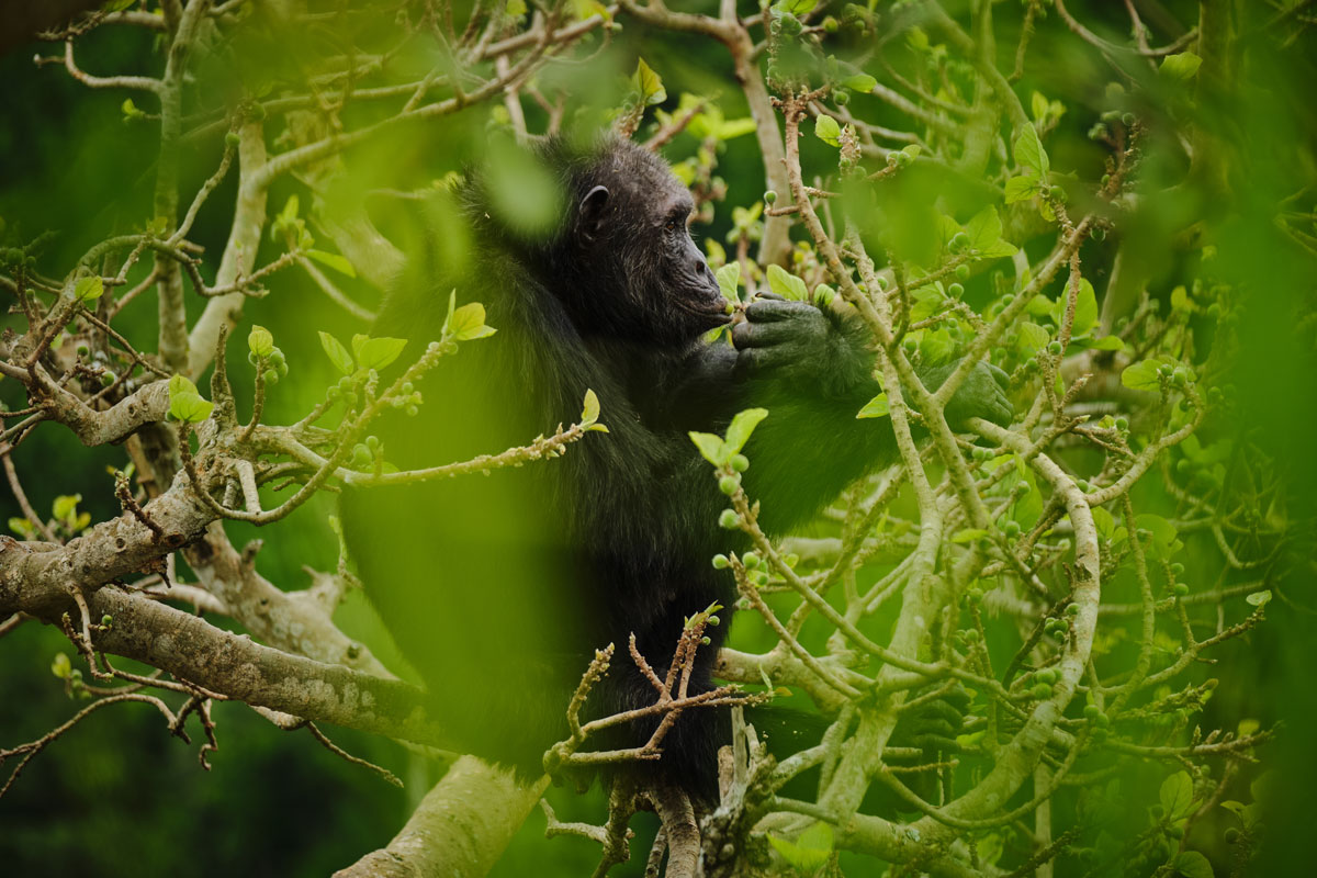 Complimentary Chimpanzee Permit at Kyambura and night at Bwindi Lodge