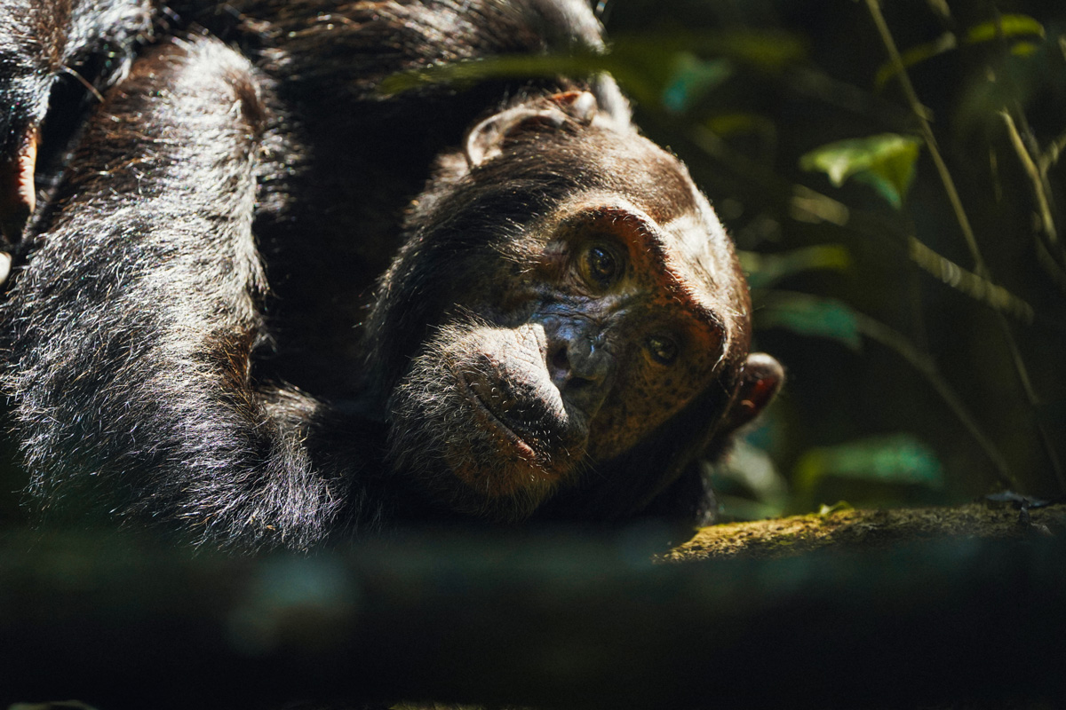 7-night Chimpanzee Safari in Uganda