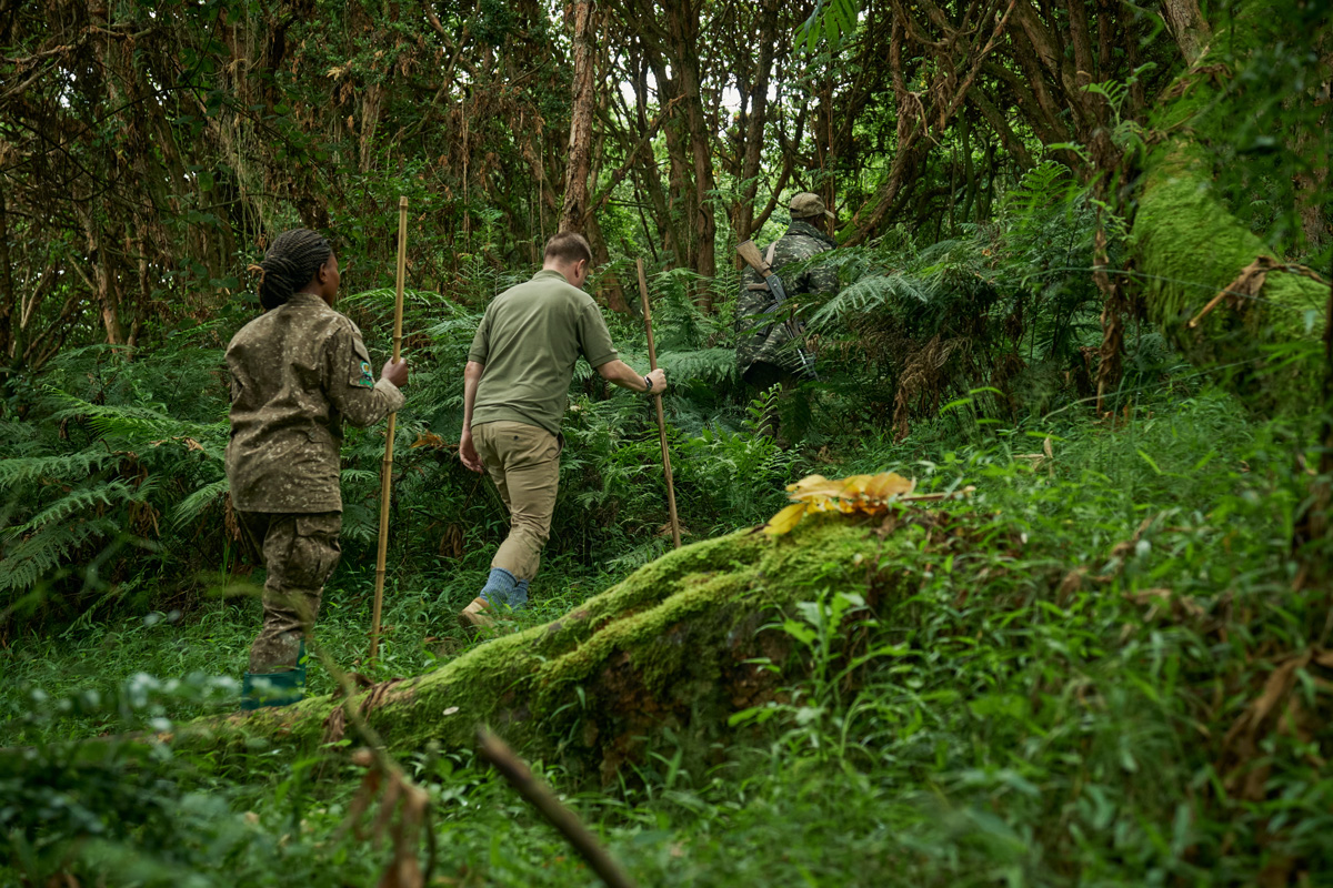 Complimentary gorilla permit at Bwindi and night at Kyambura Gorge Lodge
